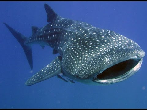 whale shark